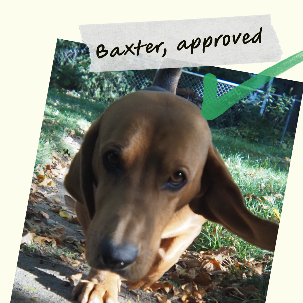 Instant Nostalgia Lens